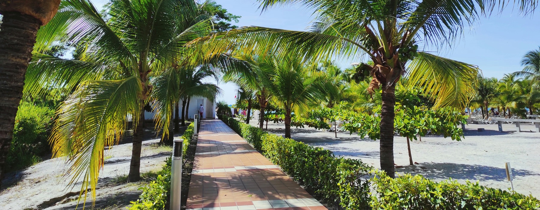 walking path with palm trees
